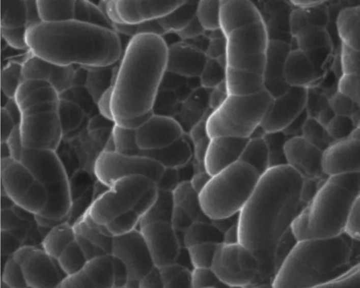 酸制绒后多晶硅硅片表面 酸制绒后多晶硅硅片表面